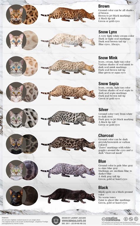 Bengal Cat Colors - Royal Bengal Cattery - Bengal Cats and Kittens