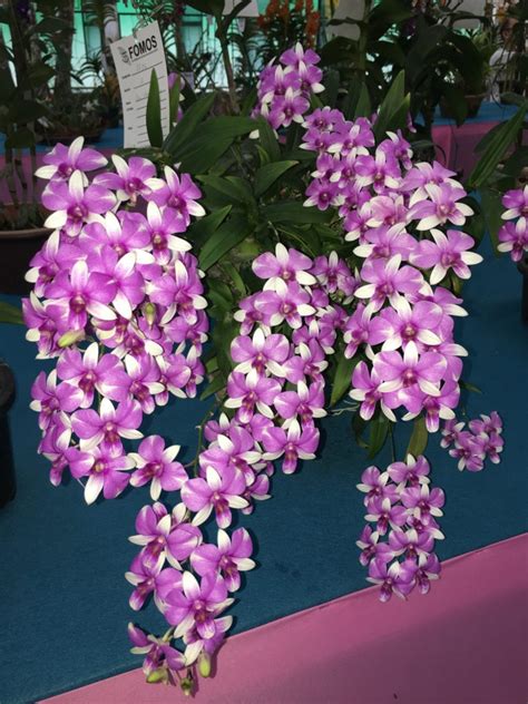 Penang Orchid Show 2019 - Penang Events