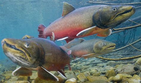 Bull Trout | Species Conservation