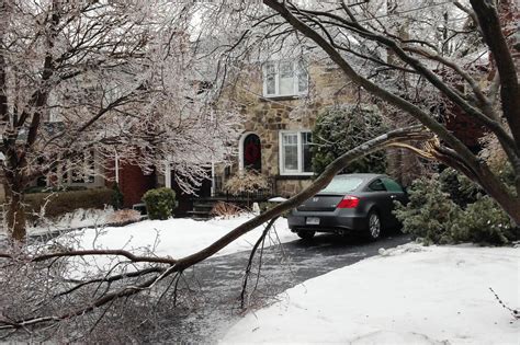 Ice storm may benefit trees - Landscape Ontario