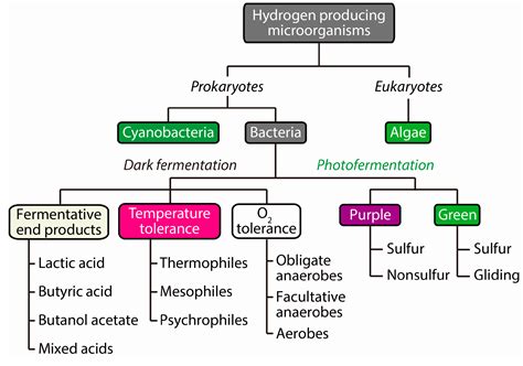 IJMS | Free Full-Text | Biohydrogen Production: Strategies to Improve Process Efficiency through ...