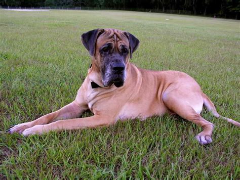 Bull Mastiff Great Dane Mix For Sale | PETSIDI