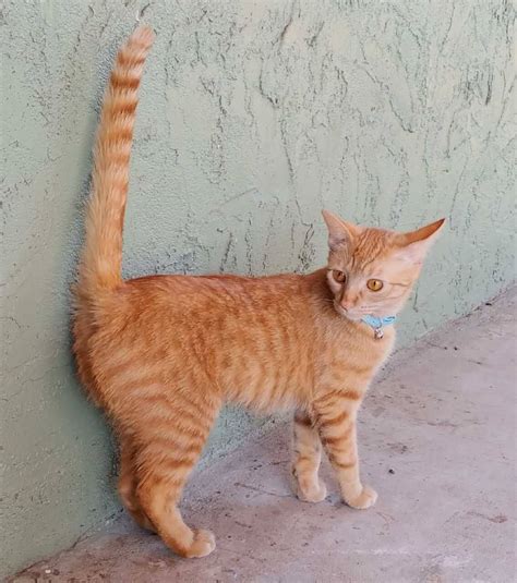 Types Of Orange Tabby Cats