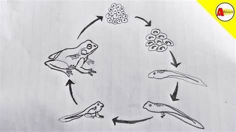 life cycle of a frog ks2 - Tam Bain