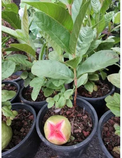 Pink guava (Psidium guajava) - Tropics @Home