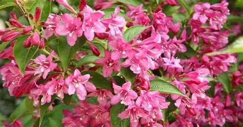 Weigela Bush Care: How To Grow Weigela Plant Shrub And Trees