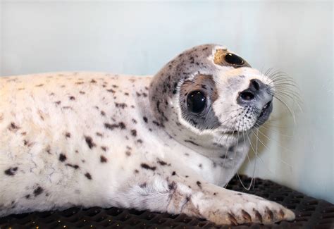 Spotted seal pup rescued in Alaska : seals