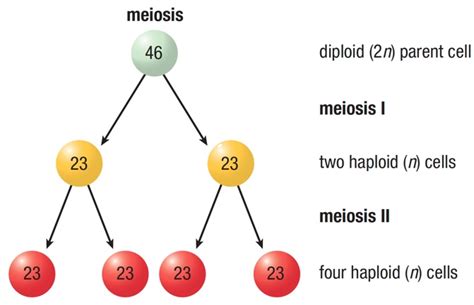 85 Amazing Haploid Number And Diploid Number Definition - insectza