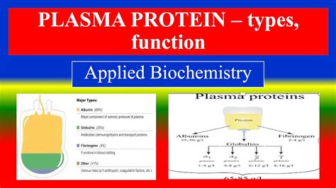 PLASMA PROTEIN – types, function - - Applied Biochemistry - For BSC ...