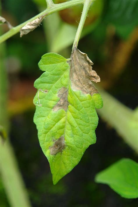 10 Common Tomato Plant Diseases That Can Wreck Your Crop