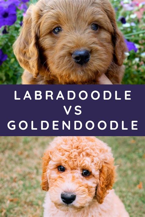 Labradoodle VS Goldendoodle - The Surprising Differences