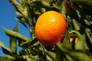 Mandarin – Citrus reticulata - Trees