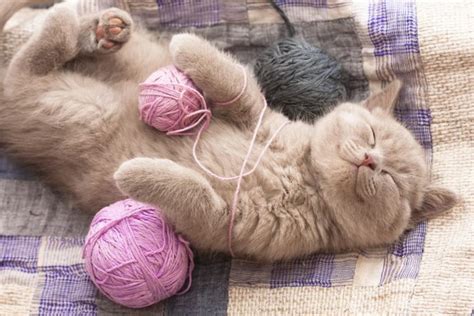 sleeping kitty cat home yarn, Ball, Cute Wallpapers HD / Desktop and ...