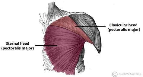 Pectoralis Major: Learn Your Muscles Muscle Names, 6 Pack Abs, Muscle Anatomy, Good Posture ...