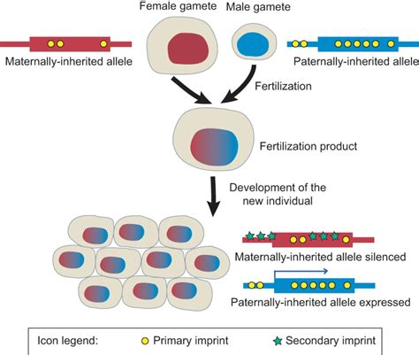 Evolution and function of genomic imprinting in plants