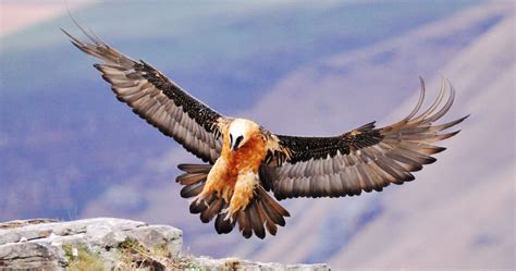 Absurd Creature of the Week: The Magnificent Bearded Vulture Only Eats Bone. Metal, Dude | WIRED