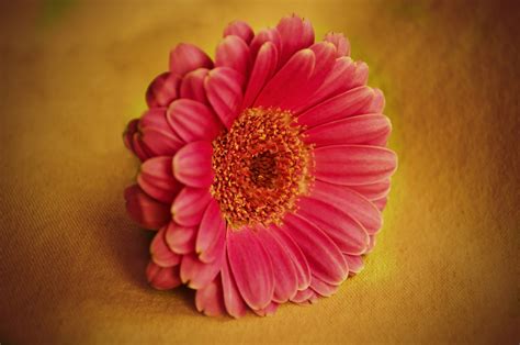 Pink Flower Free Stock Photo - Public Domain Pictures