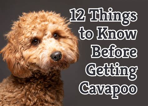 Cavapoo Bible And Cavapoos: Your Perfect Cavapoo Guide Cavapoos ...