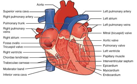 Draw a labelled diagram of the internal structure of the human heart.