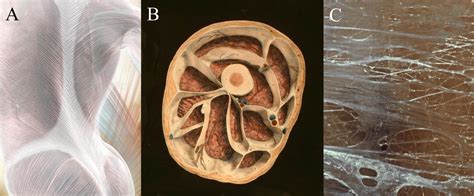 Microscopic Anatomy And Organization Of Skeletal Muscle Exercise 11 ...