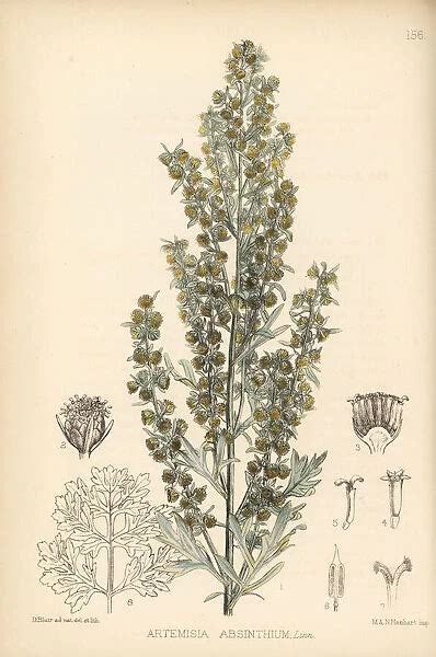 Wormwood or absinthe, Artemisia absinthium Our beautiful Wall Art and ...