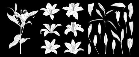 Lily Silhouette Vector Art, Icons, and Graphics for Free Download