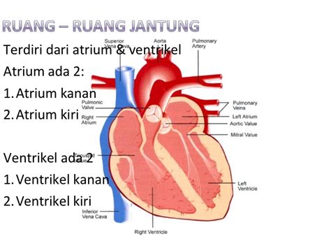 Anatomi dan fisiologi jantung