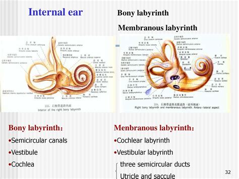 Sense Organ Jun Zhou (周俊), M.D. & Ph.D. - ppt download