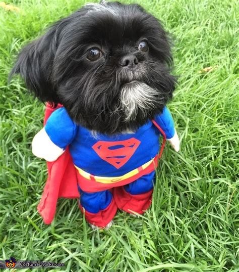 Superman Dog's Halloween Costume | Coolest Cosplay Costumes