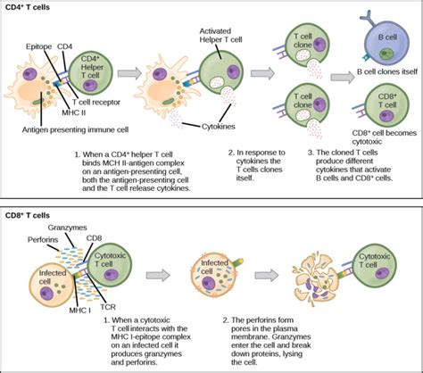 What is the Difference Between Cytotoxic T Cells and Helper T Cells ...