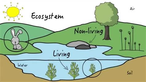 what is ecosystem and how it works - Brainly.in