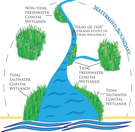 Coastal Wetlands | UC Davis