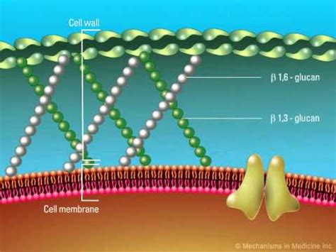 Overview of the Fungal Cell Structure - YouTube