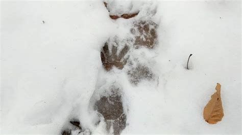 Identifying Raccoon Tracks In Snow: Winter Trail Behavior