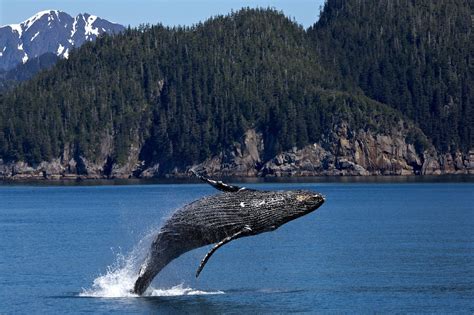 Hawaii's Humpback Whales Migration | Sea Paradise