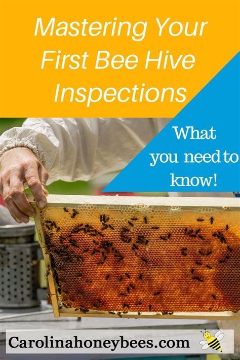 Beehive inspections. Routine bee hive inspections are an important part of honey bee management ...