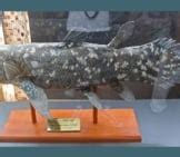 Coelacanth - Description, Habitat, Image, Diet, and Interesting Facts