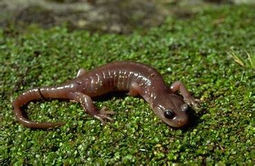 Arboreal Salamander Facts and Pictures