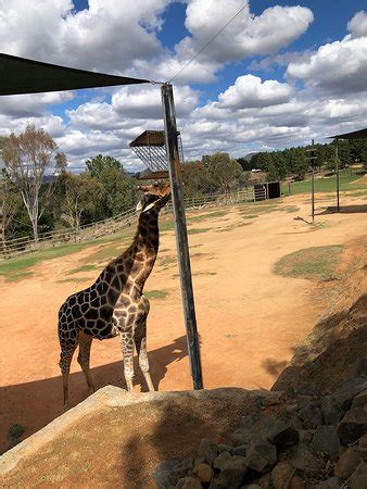 National Zoo and Aquarium (Canberra) - 2019 All You Need to Know BEFORE ...