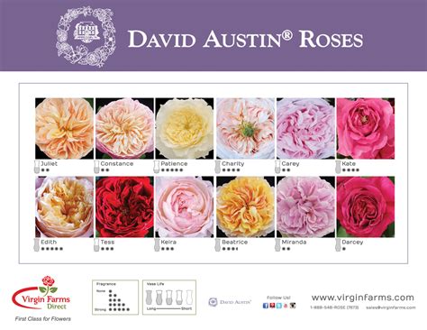 David Austin Garden Rose Poster - Virgin Farms - First Class for Flowers