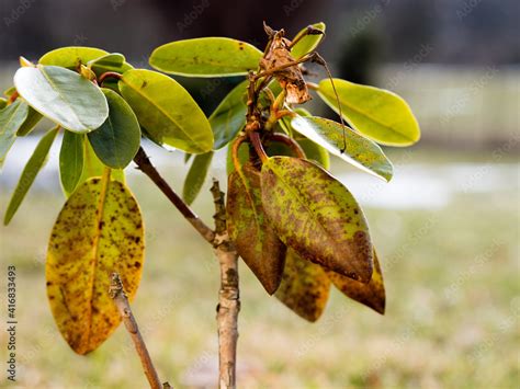 rhododendron leaf spot disease -rhododendron leaf with dark blotches or spots on the leaves ...