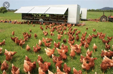 Organic Chicken Farming