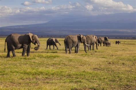 Elephants in Amboseli National Park Stock Image - Image of view, mount: 112343511