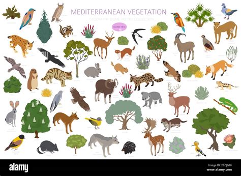 Mediterranean vegetation biome, natural region infographic. Terrestrial ecosystem world map ...