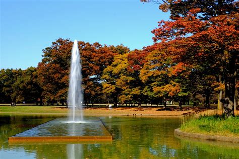 Yoyogi-koen Park with fall foliage - Truly Tokyo