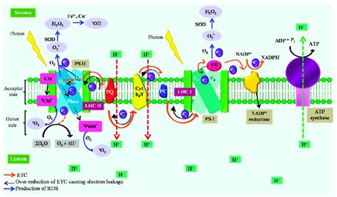 Photosynthetic electron transport chain under abiotic stress gets... | Download Scientific Diagram