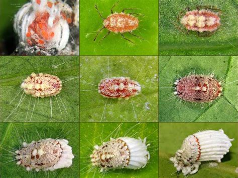 How to Identify and Control Scale Insects | Gardener’s Path