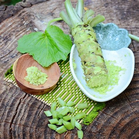 Wasabi Wasabi Plant - Territorial Seed Company | Territorial Seed