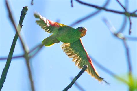 Nicaragua Wildlife - Lost Canyon Species