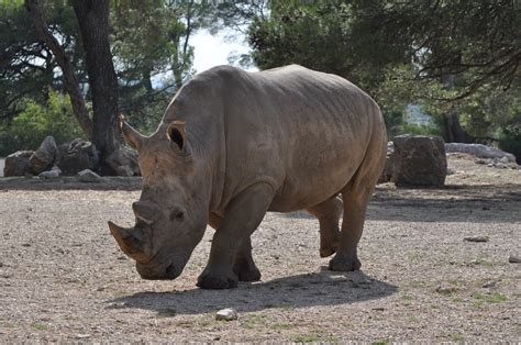 Animales Salvajes De Africa